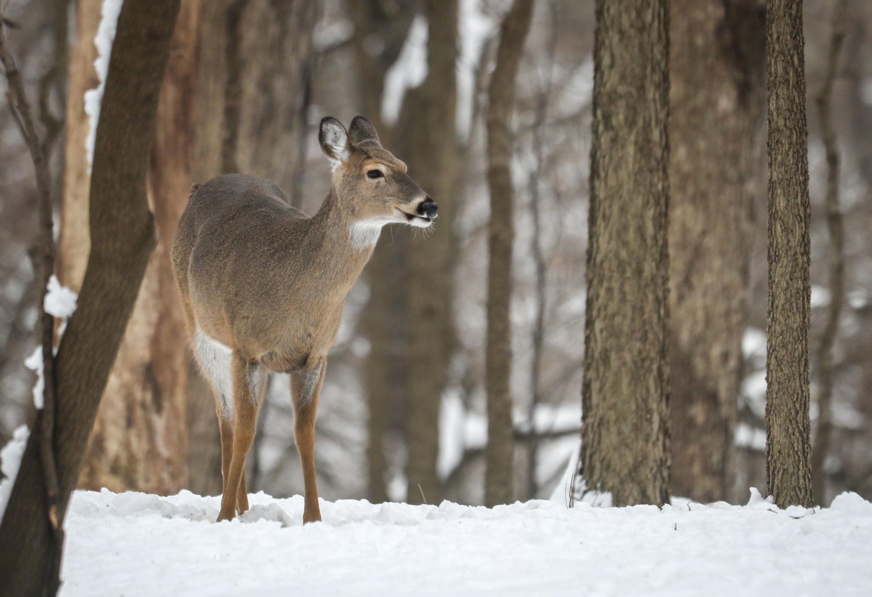 012319-qct-qca-deerhunt-006
